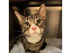 Adopt Max a Domestic Short Hair