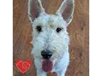Adopt Bixby a Wire Fox Terrier
