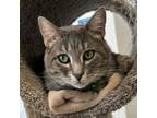 Adopt Timothee a Domestic Short Hair
