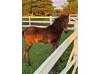 Five month old gaited filly