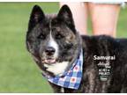 Adopt Samurai a Akita