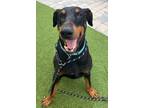 Adopt Enzo 3278 a Doberman Pinscher