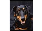 Adopt Rocco 3277 a Doberman Pinscher