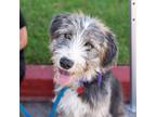 Adopt Lenin - Adopted! a Bearded Collie, Poodle