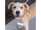 Adopt Benny a Wirehaired Terrier, Irish Terrier
