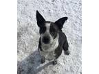Adopt Remy a Australian Cattle Dog / Blue Heeler