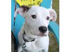 Adopt Chaplin a Mountain Cur