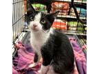 Adopt Sage - Spice kittens a Tuxedo