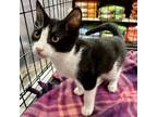 Adopt Nutmeg - Spice Kittens a Tuxedo