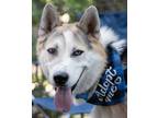 Adopt Bandit a Husky, Shepherd