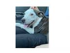 Adopt Walter a Staffordshire Bull Terrier