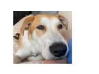 Adopt Stevie a Labrador Retriever