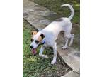 Adopt Friday aka Maverick a Beagle, Boxer