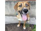 Adopt Sinatra a Australian Shepherd, Labrador Retriever