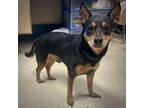 Adopt Corbin a Miniature Pinscher, Terrier
