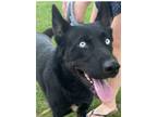 Adopt BUDDY ~ $0 ADOPTION FEE THRU 8/31/24!! a Shepherd, Husky