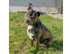 Adopt Lexx a Pit Bull Terrier