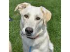 Adopt Junior a Labrador Retriever, Mixed Breed