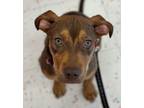 Adopt Benson a Labrador Retriever, Hound