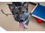 Adopt Finnegan a Akita