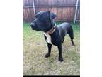 Adopt Thor III (New Digs) a Cane Corso