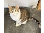 Adopt Niko a Domestic Short Hair