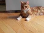 Adopt Reggie a Domestic Short Hair