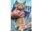 Adopt Chuckie a Domestic Short Hair