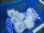 Purebred Siberian Kittens Litter F