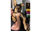 Adopt Bruce a Shepherd, Rottweiler