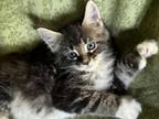 Brown Poly Maine Coon