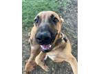 Adopt Bullseye a Shepherd