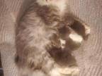 TICA Registered Siberian Kittens
