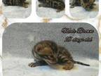 Male Brown Bengal