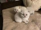 Beautiful Himafold Kittens Available