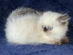 Himalayan Persian Female