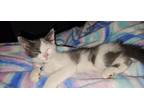 Adopt Kit Kat a Ragdoll, Domestic Medium Hair