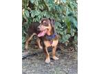 Adopt DRUT UTAH GRIZ a Dachshund