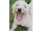 Adopt Biscuit 2 a Yorkshire Terrier, Poodle