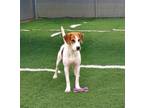 Adopt Barney a Treeing Walker Coonhound