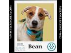 Adopt Bean 072724 a Great Pyrenees, Hound