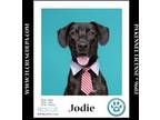 Adopt Jodie 072724 a Labrador Retriever
