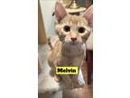 Adopt Melvin a Domestic Short Hair