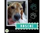 Adopt Roscoe a Beagle