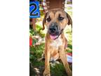 Adopt Apollo a Shepherd, Terrier