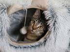 Adopt Crunch a Tabby, Domestic Short Hair