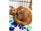 Adopt Oakley a Domestic Short Hair