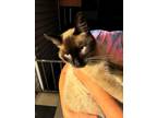Adopt Taylor a Siamese
