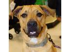 Adopt Chippy HF aka Chips Ahoy a Labrador Retriever, Plott Hound