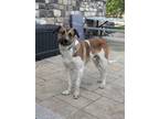 Adopt Travis a Shepherd, Mastiff